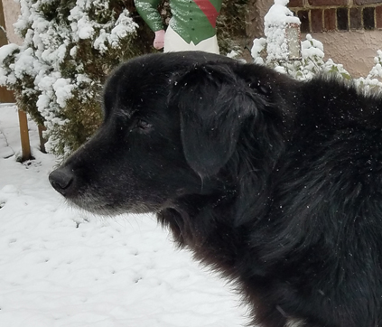Gabby, Morale Officer (black lab)